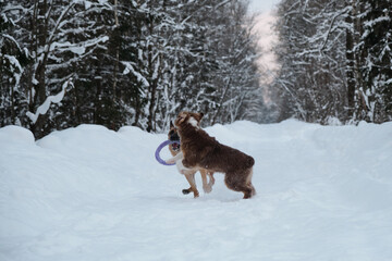 Active and energetic walk with two dogs in winter park. Aussie puppy jumps and bites. Red and black German Shepherd is running fast along snowy forest road with round toy.