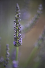 Lavendelblüte, Nahaufnahme