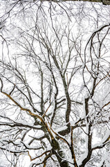 tree in winter