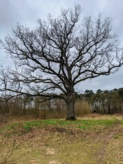 old oak tree