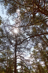 sun's rays breaking through the trunks of pine trees