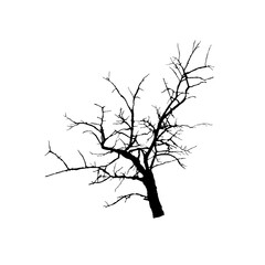 Bare Branch Silhouette Tree. Japanese Winter Garden