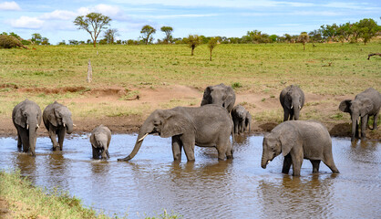Fototapeta na wymiar Large group of elephants at a watering hole with one missing his trunk that was caught in a snare. 