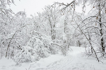 snow covered trees