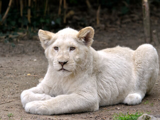 Obraz na płótnie Canvas Closeup of rare white lion cub (Panthera leo) lying on grass