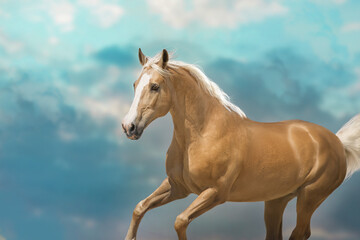 Palomino horse run free against sky
