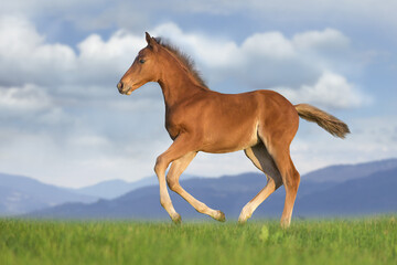 Fototapeta premium horse and foal