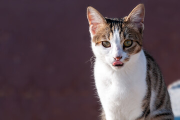 portrait of a cat on the city street in bright summer day