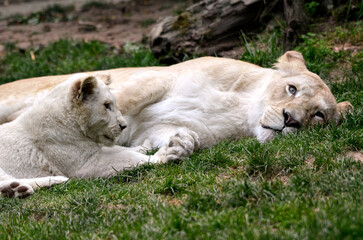 Fototapeta premium White lionness (Panthera leo) and its cub lying on grass
