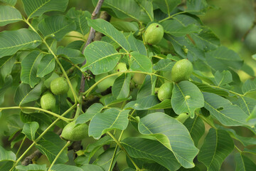 A close-up of walnuts growing on their tree
