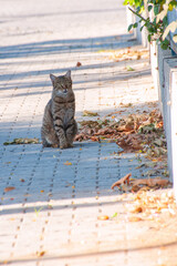 portrait of a cat on the city street in bright summer day
