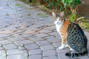 portrait of a cat on the city street in bright summer day