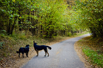 Two stray dogs on an autumn road