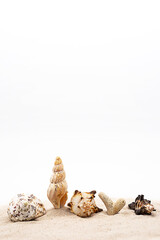 Beautiful seashells on white sands. Creative arrangement of seashells collection.