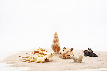 Beautiful seashells on white sands. Creative arrangement of seashells collection.