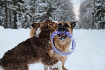 Active and energetic walk with two dogs in winter park. Aussie puppy jumps and bites. Red and black German Shepherd is running fast along snowy forest road with round toy.