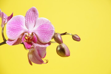 pink orchid flower, yellow background