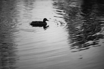 Duck in Richmond Park, London, England