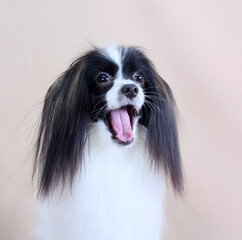 Portrait of a cute dog with hanging ears and protruding tongue. The emotion of surprise in a puppy of the Phalen breed. A copy of the space. Close-up. Front view. Vertical position. Selective focus.