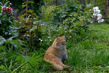 Red cat in green grass
