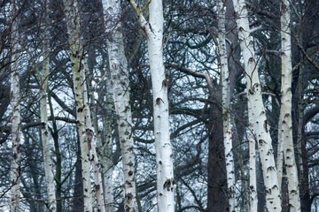 Fototapeta premium Birch Tree woodland in Richmond Park, London, England
