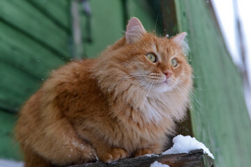 Red cat in the village in winter