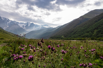 Thistle flowers blooming in the a valley leading to the Shkhara Glacier in the Greater Caucasus Mountain Range in Georgia, Svaneti Region, Ushguli. Blooming. Sun beams, morning mood. Alpine meadows