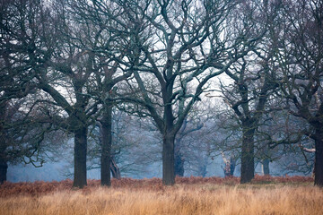 Woodland in Richmond Park, London, England