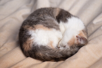 Little kitten sleeping in bed twisted into a clew. Small cat sleeping in a fun way