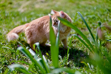 Red cat in green grass