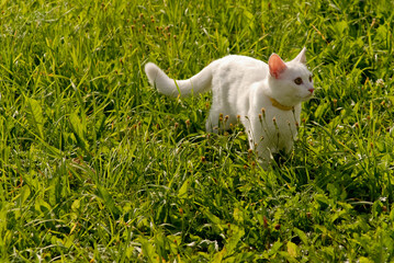White cat on green grass