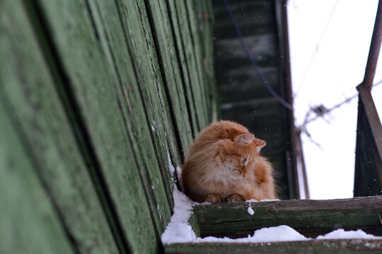 Red cat in the village in winter