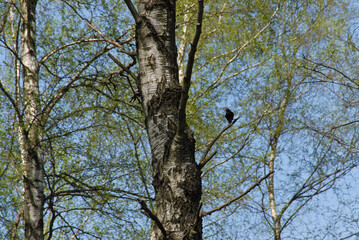 Spring starlings on a birch