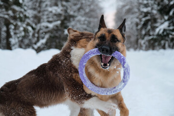 Active and energetic walk with two dogs in winter park. Aussie puppy jumps and bites. Red and black German Shepherd is running fast along snowy forest road with round toy.