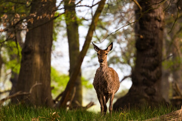 Red Deer in Richmond Park, London, England