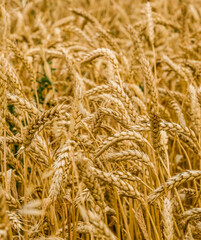 field of wheat