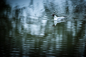 Gull in Richmond Park, London, England