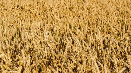 grass background