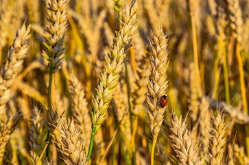 field of wheat