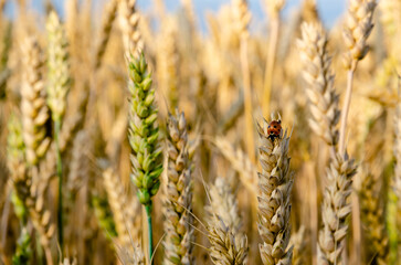 ears of wheat on the field