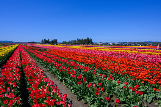 Large Field Of Tulips In Mt. Vernon, Washington 