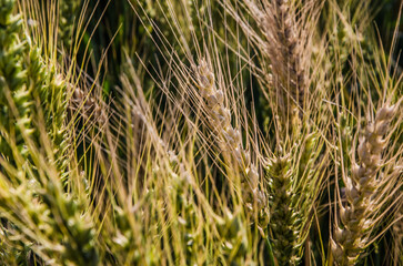 grass in the wind
