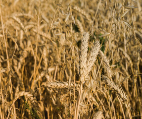 field of wheat