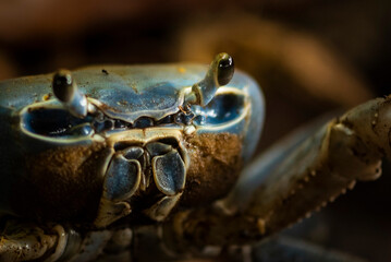 Blue Land Crab (Cardisoma Guanhumi), Tortuguero National Park, Limon Province, Costa Rica