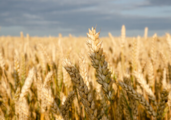 field of wheat