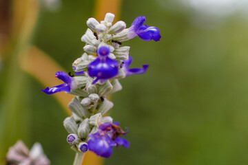 Fototapeta na wymiar Ants crawling on Salvia uliginosa, the bog sage, flower.