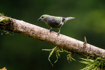 Palm Tanager (Thraupis palmarum), Boca Tapada, Alajuela Province, Costa Rica
