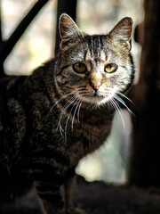 Retrato de gato atigrado callejero mirando a cámara