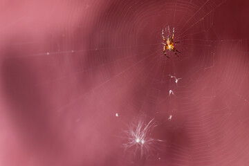 Insect spider on the web close-up.