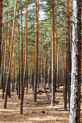 trunks of pine trees in summer forest
